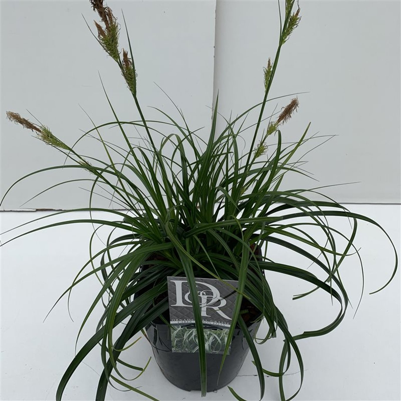 Carex 'Ribbon Falls' - C5